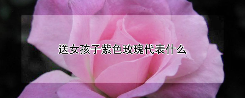 送女孩子紫色玫瑰代表什么 送女孩子紫色玫瑰代表什么意思