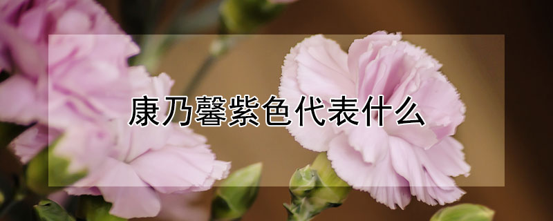 康乃馨紫色代表什么 康乃馨紫色代表什么寓意