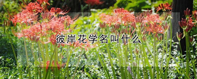 彼岸花学名叫什么（彼岸花什么意思）