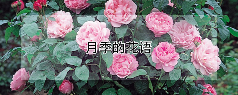 月季的花语 月季的花语和寓意