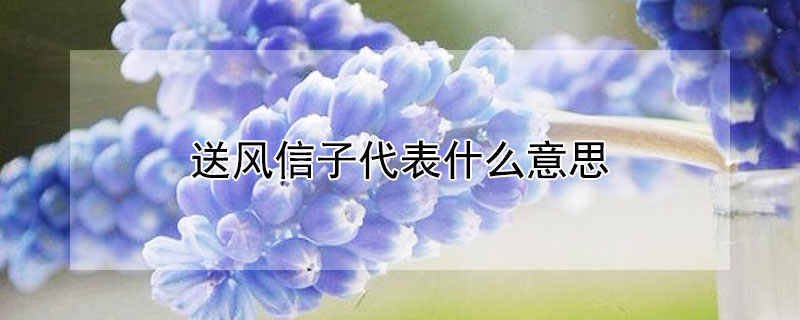 送风信子代表什么意思（送风信子送几朵好）
