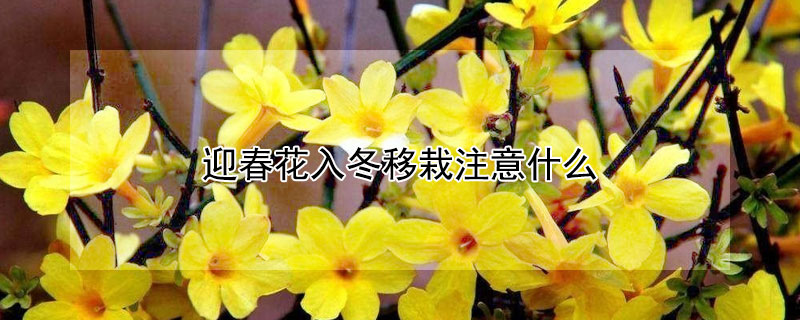 迎春花入冬移栽注意什么 迎春花入冬移栽注意什么事项