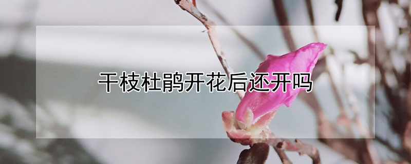 干枝杜鹃开花后还开吗 干枝杜鹃开花后还开吗视频