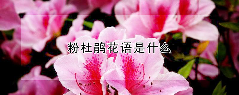 粉杜鹃花语是什么（粉杜鹃花有毒吗）