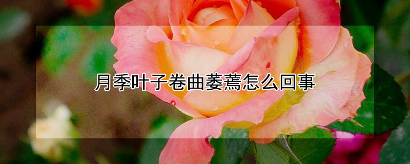月季叶子卷曲萎蔫怎么回事 月季叶子卷曲萎蔫怎么补救