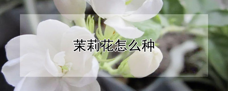 茉莉花怎么种 茉莉花怎么种植方法和注意事项