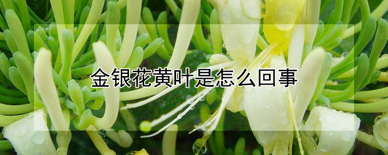 金银花黄叶是怎么回事 金银花出现黄叶是怎么回事?
