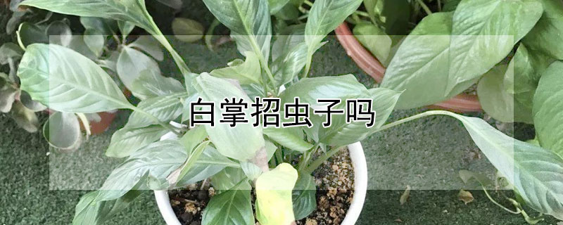 白掌招虫子吗（白掌容易招虫吗）