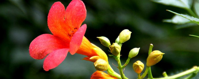凌霄花花语 凌霄花花语是什么意思