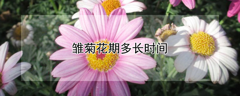 雏菊花期多长时间（雏菊花期多长时间开花）