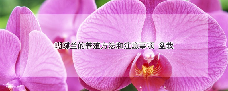 蝴蝶兰的养殖方法和注意事项（蝴蝶兰的养殖方法和注意事项视频讲解）