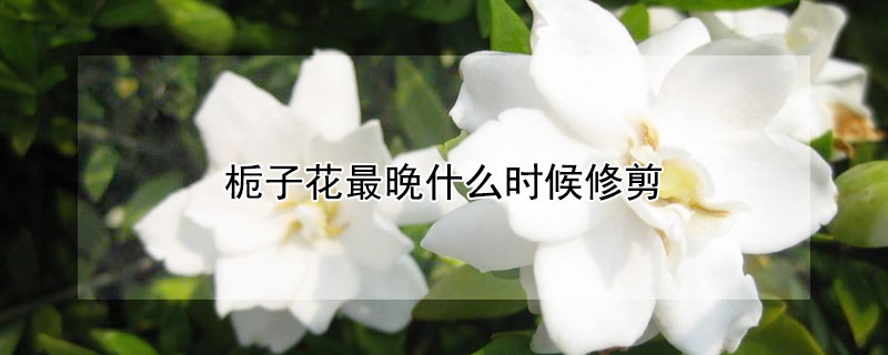栀子花最晚什么时候修剪 海老师好!请问栀子花啥时候可以修剪?
