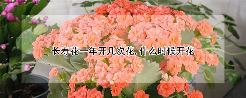 长寿花一年开几次花,什么时候开花（长寿花一年开几次花什么时候开花）