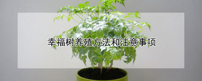 幸福树养殖方法和注意事项 幸福树养殖方法和注意事项大全