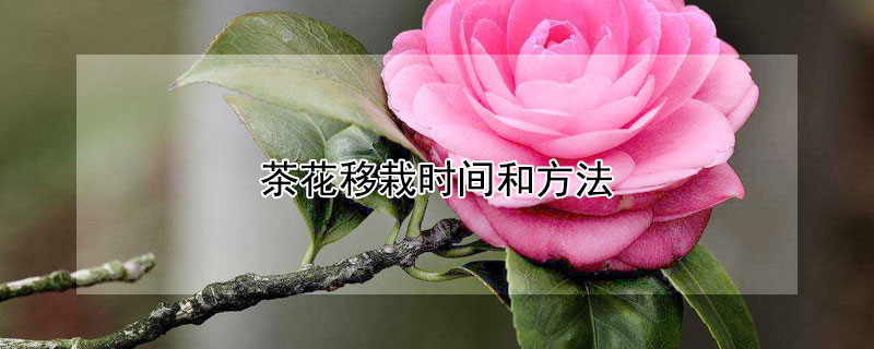 茶花移栽时间和方法 茶花的移栽方法和注意事项
