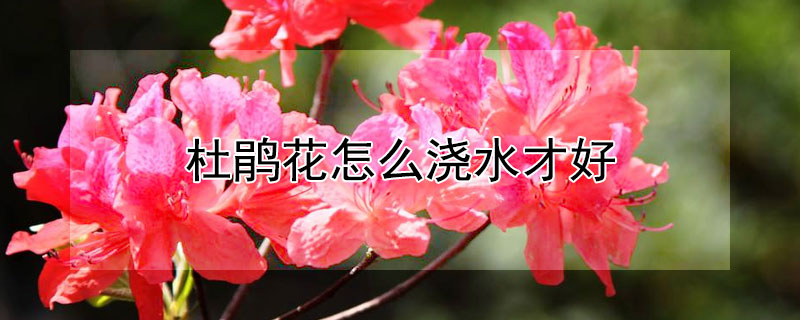 杜鹃花怎么浇水才好 杜鹃花怎样浇水和施肥