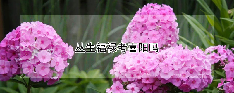 丛生福禄考喜阳吗（丛生福禄考好养吗）