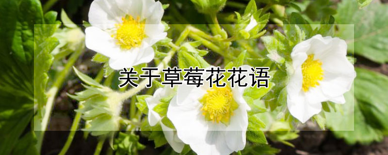 关于草莓花花语（草莓花花语是什么）