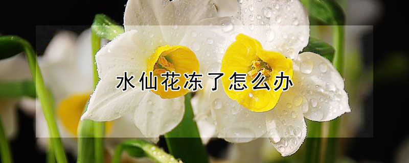 水仙花冻了怎么办（水仙花上冻会怎么样）