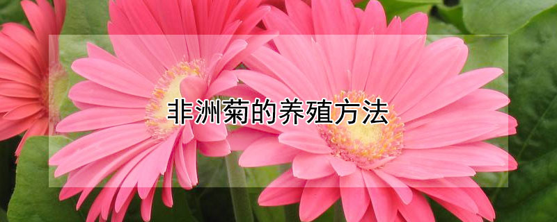 非洲菊的养殖方法（非洲菊如何种植）