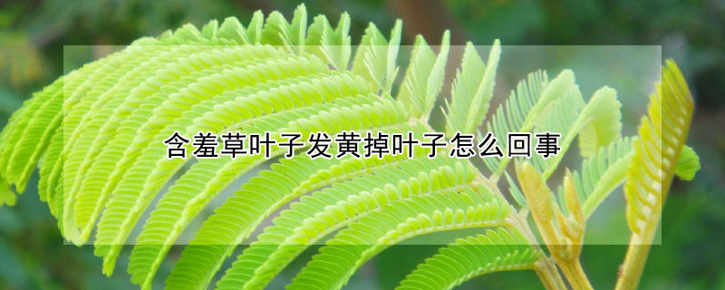 含羞草叶子发黄掉叶子怎么回事（叶子发黄怎么补救）