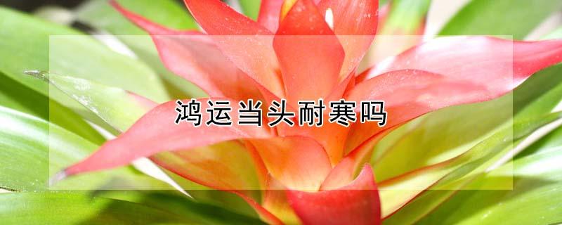 鸿运当头耐寒吗 鸿运当头耐冻吗