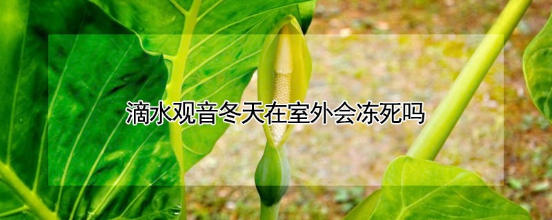 滴水观音冬天在室外会冻死吗（滴水观音冬天放到室外会活吗）