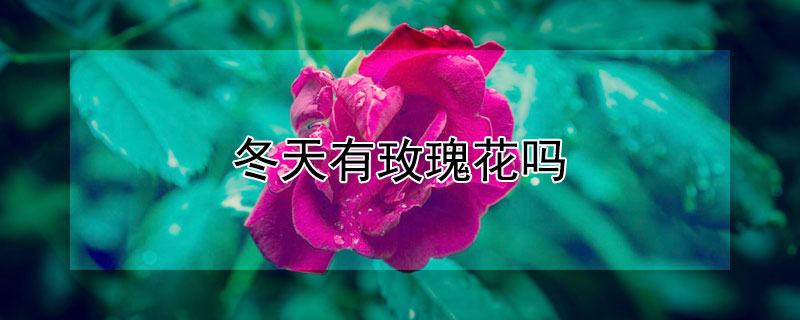 冬天有玫瑰花吗 冬天有玫瑰花吗为什么