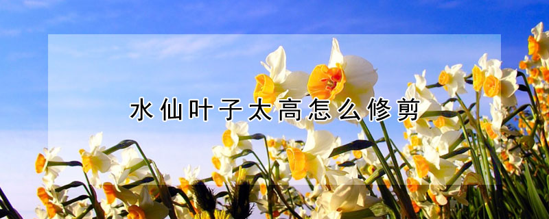 水仙叶子太高怎么修剪（水仙叶子长得太高了 可以剪掉吗）