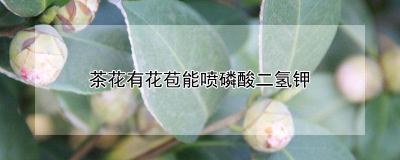 茶花有花苞能喷磷酸二氢钾 茶花有花苞能喷磷酸二氢钾水吗