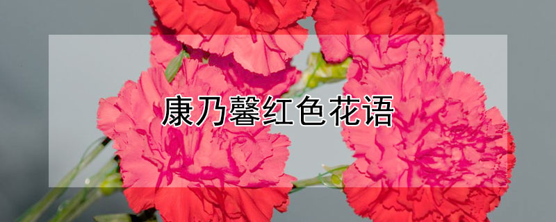 康乃馨红色花语 11朵红色康乃馨花语