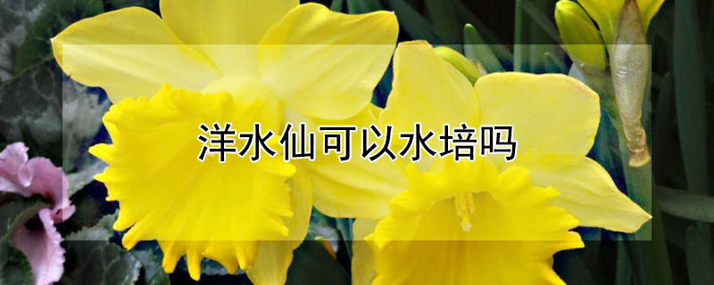洋水仙可以水培吗 水仙花的养殖方法水培