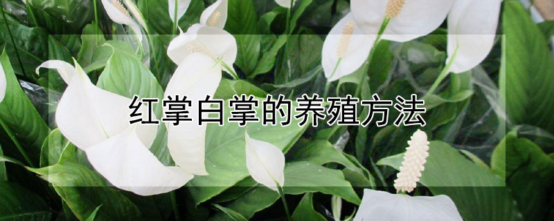 红掌白掌的养殖方法（红掌白掌的养殖方法和技巧）