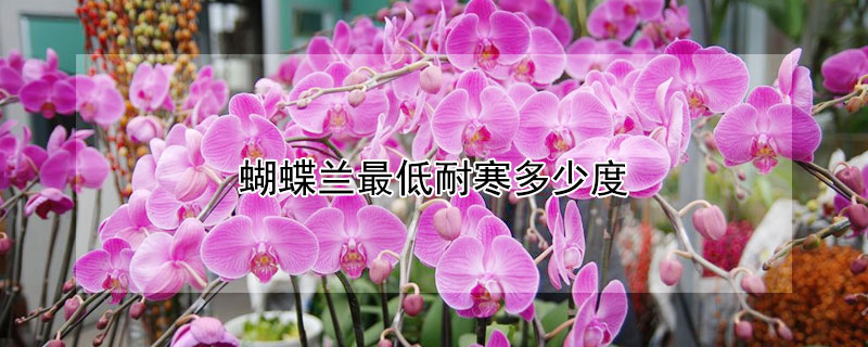 蝴蝶兰最低耐寒多少度（最耐寒的十大漂亮植物）