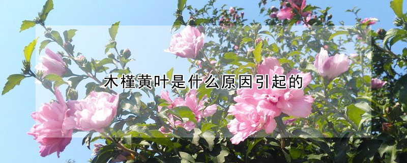 木槿黄叶是什么原因引起的（木槿黄叶怎么回事）
