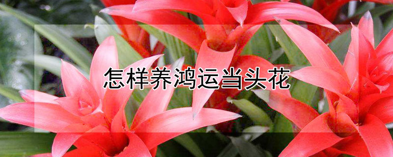 怎样养鸿运当头花 怎样养鸿运当头花视频