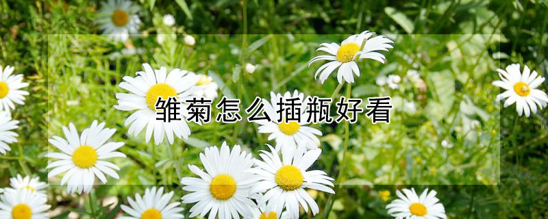 雏菊怎么插瓶好看 雏菊怎么插瓶好看视频