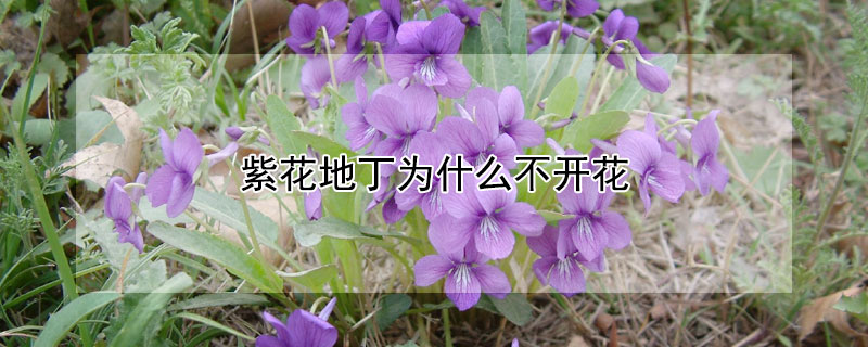 紫花地丁为什么不开花 紫花地丁为什么不开花呢