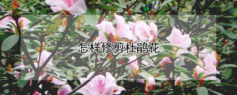 怎样修剪杜鹃花 怎样修剪杜鹃花枝