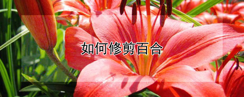 如何修剪百合（如何修剪百合花）