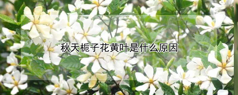 秋天栀子花黄叶是什么原因 秋天栀子花黄叶是什么原因造成的
