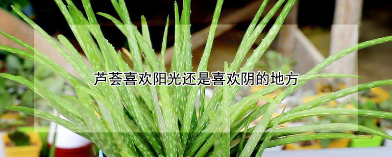 芦荟喜欢阳光还是喜欢阴的地方 芦荟喜欢水多还是水少