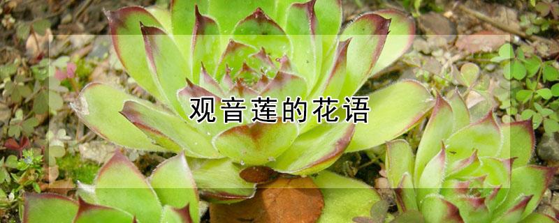 观音莲的花语（观音莲的花语功效特点诗词）