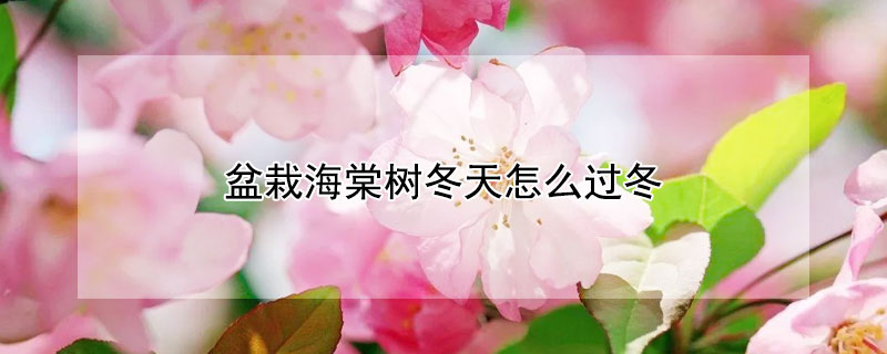 盆栽海棠树冬天怎么过冬 盆栽海棠如何过冬