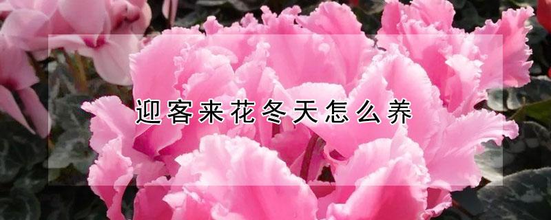 迎客来花冬天怎么养（迎客来花冬天怎么养殖）