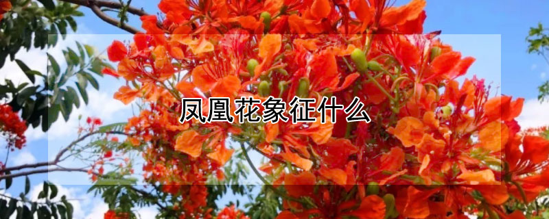 凤凰花象征什么（凤凰花的寓意和象征）