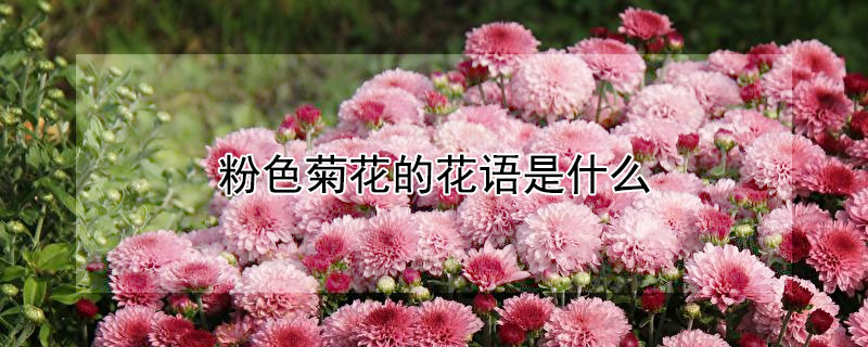 粉色菊花的花语是什么（粉色的菊花的花语）