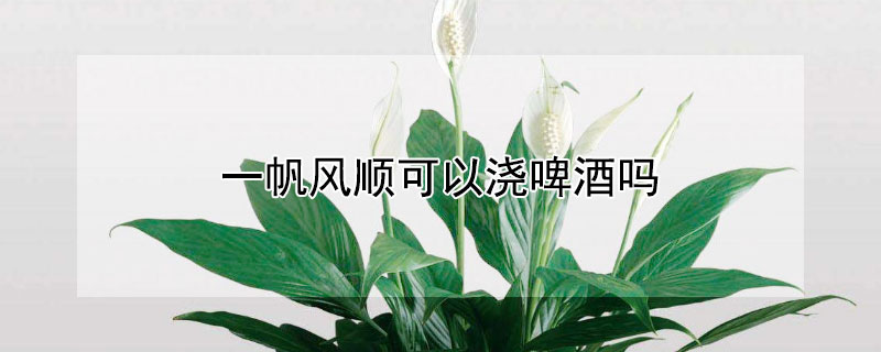 一帆风顺可以浇啤酒吗（一帆风顺可以浇啤酒吗?）