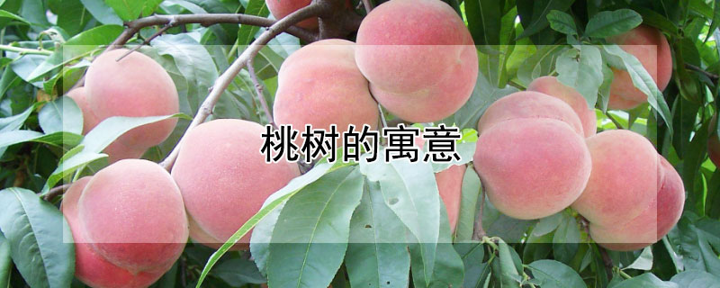 桃树的寓意 坟上长褚桃树的寓意