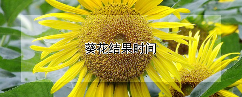 葵花结果时间 葵花多少天成熟